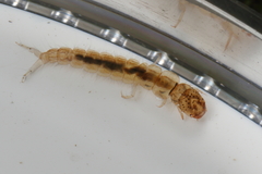 Polyplectropus