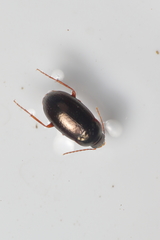 Amarotypus edwardsii