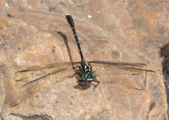 Hemigomphus theischingeri