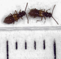 Sagola bipunctata