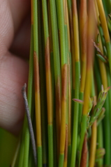 Hypodiscus aristatus