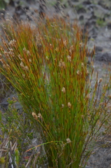 Hypodiscus aristatus