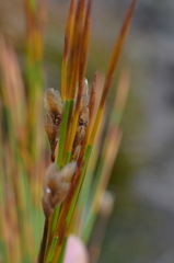 Hypodiscus aristatus