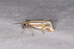 Hednota bifractellus