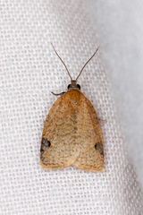 Meritastis ursina