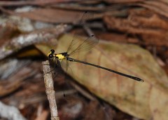 Austroargiolestes aureus