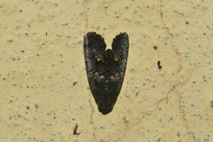 Cophanta funestalis
