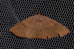 Eurychoria gerasphora