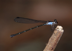 Lestoidea