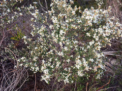 Spyridium coactilifolium