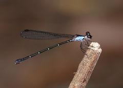 Lestoidea