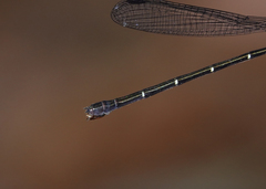 Lestoidea