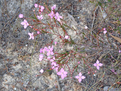 Boronia filifolia