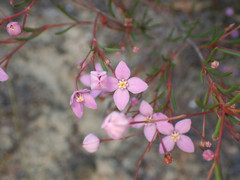 Boronia filifolia