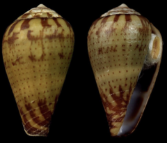 Conus bocagei