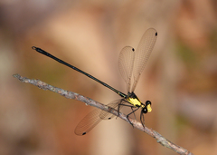 Austroargiolestes aureus