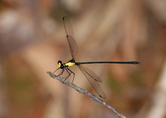 Austroargiolestes aureus