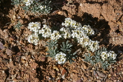 Ptilotrichum canescens