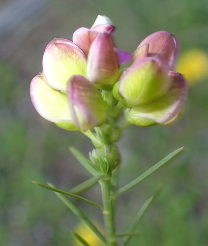 Image of Polygala ericifolia by (c) Nicola van Berkel, some rights reserved (CC BY-SA)