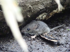 Peromyscus gossypinus