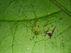 Scytodes pallida