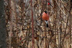 Pyrrhula pyrrhula cassinii
