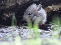 Peromyscus gossypinus