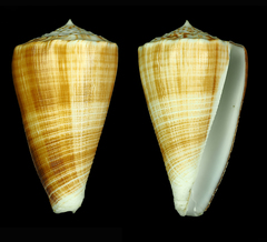 Conus bocki