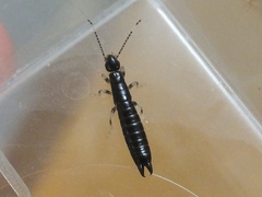 Gonolabis marginalis