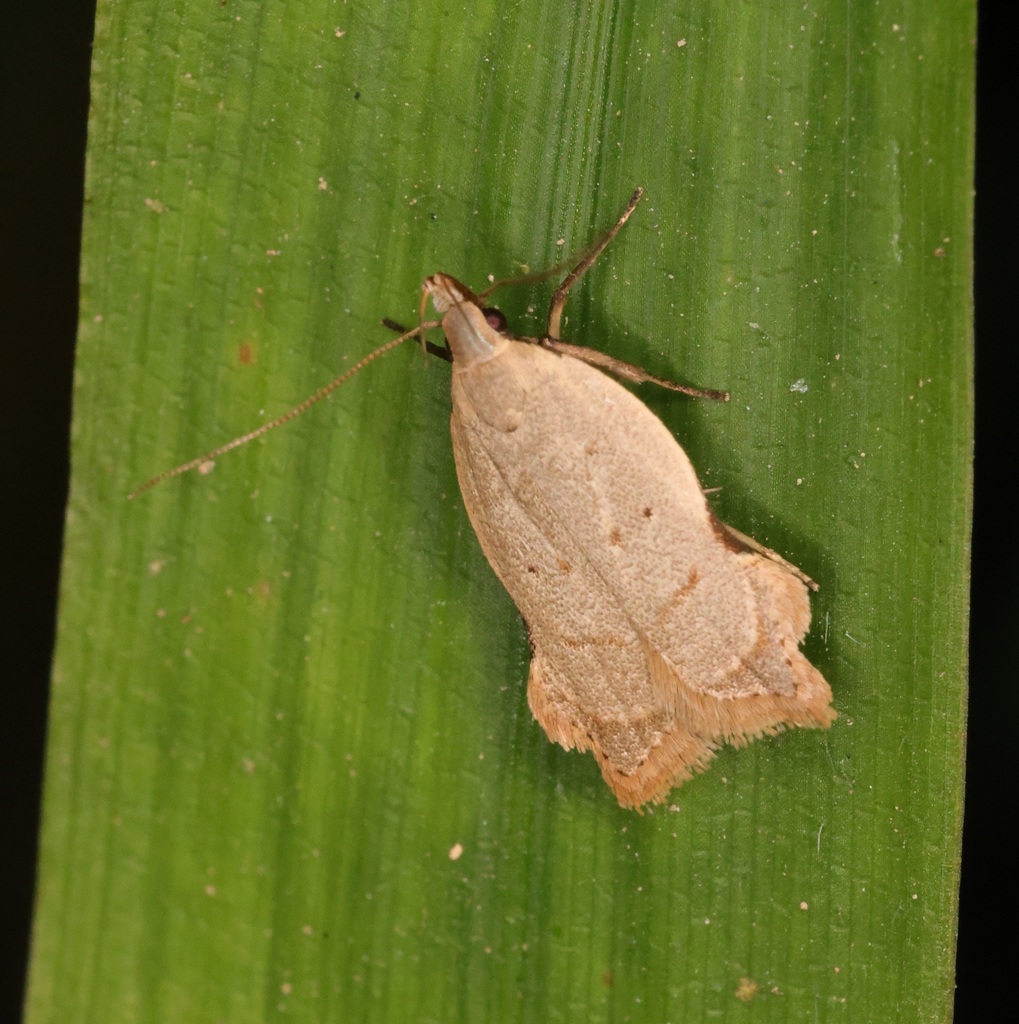 Dichomeris cymatodes