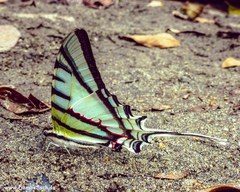 Protesilaus glaucolaus