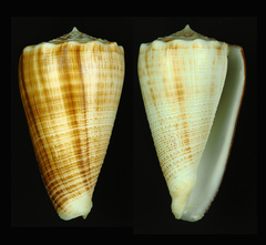 Conus bocki