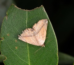 Eublemma abrupta