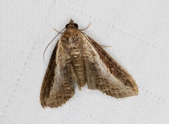 Lophoptera squammigera
