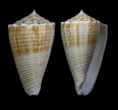 Conus bocki