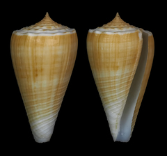 Conus bocki