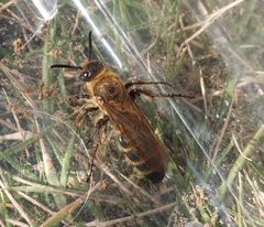 Megacampsomeris prismatica