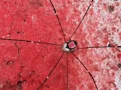 Leiobunum roseum