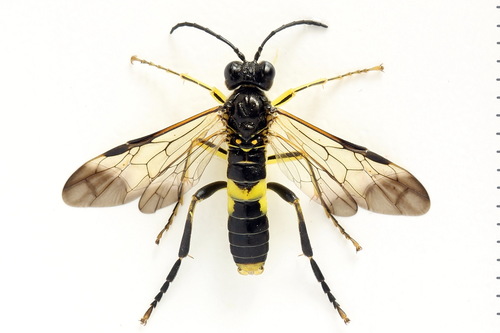 Small Yellow-girdled Tenthredo, photo 4 of 10