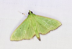 Parotis punctiferalis