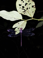 Gynacantha membranalis