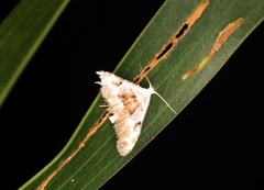 Araeopteron amoena