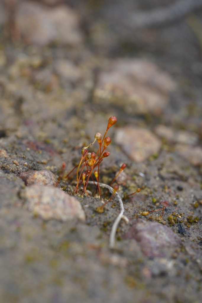 Entosthodon productus