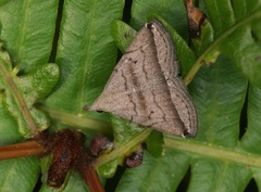 Lysimelia neleusalis