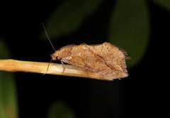 Plusiodonta coelonota