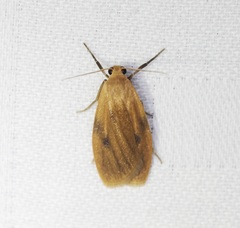 Paralithosia shaowuica