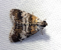 Salma ridiculalis