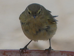 Phylloscopus ibericus