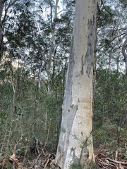 Eucalyptus deanei
