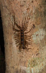 Thereuopoda clunifera